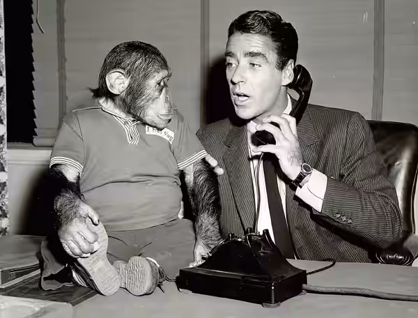 Publicity photo of Peter Lawford with J. Fred Muggs on the set of Dear Phoebe, 1954.