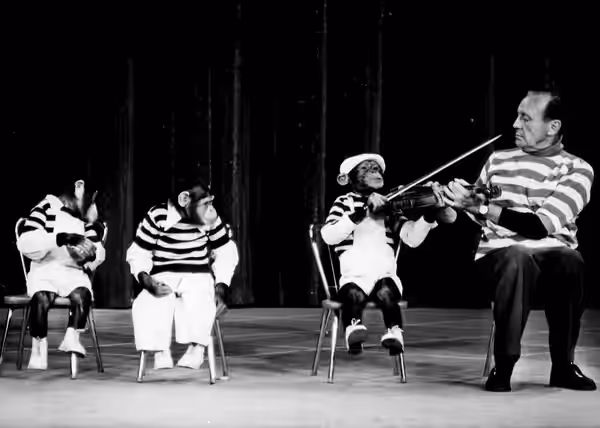 Photo of Jack Benny and the Marquis Chimps from a television special. Jack has some musical competition.