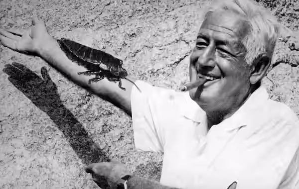 American filmmaker William Castle with a massive, fake cockroach on his arm during production of the 1975 film Bug. The portrait was used the back of the dust j
