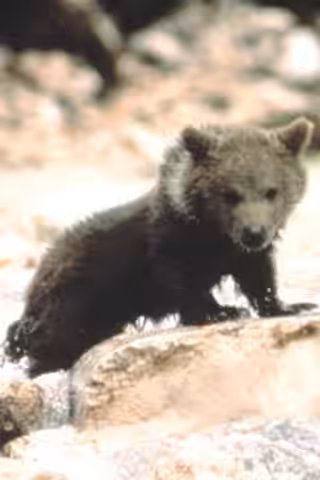 Douce the Bear