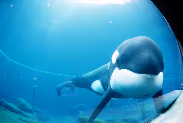 Straight on medium shot of Keiko the killer whale and star of the film Free Willy as he swims around in his tank prior to being moved from Newport, Oregon to We (1998)