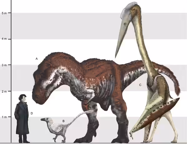 Apex predators from ecosystems containing giant azhdarchids to scale with a giant azhdarchid species, A, the largest known tyrannosaurid, Tyrannosaurus rex from (2013)