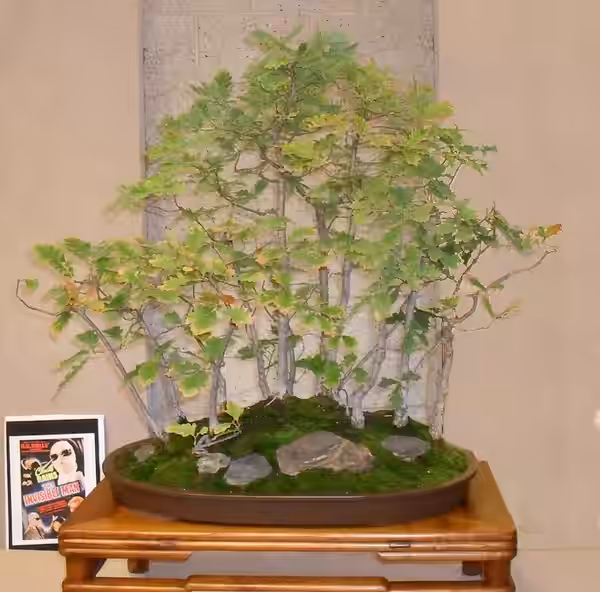Gloria Stuart bonsai called "French black oak forest." Was planted by Gloria Stuart in 1982 after returning from France where she picked the acorns while tourin (2010)