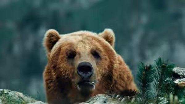 The Kodiak Bear peers over rocks amid the forest