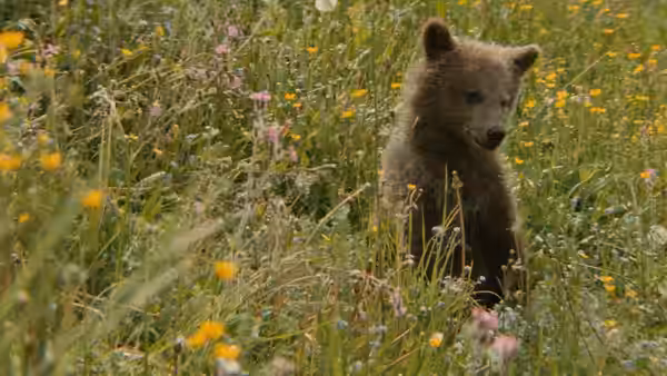 Youk the Bear Cub wanders through a wildflower meadow