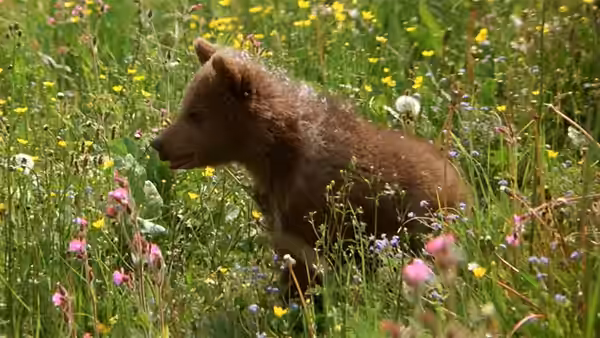 Youk the Bear Cub walks through tall meadow flowers