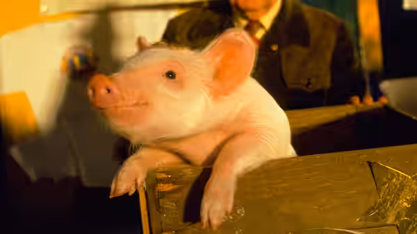 Babe the pig leaning out of a wooden crate in a shed