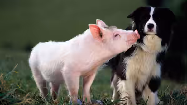 A piglet and a border collie standing face to face in a field