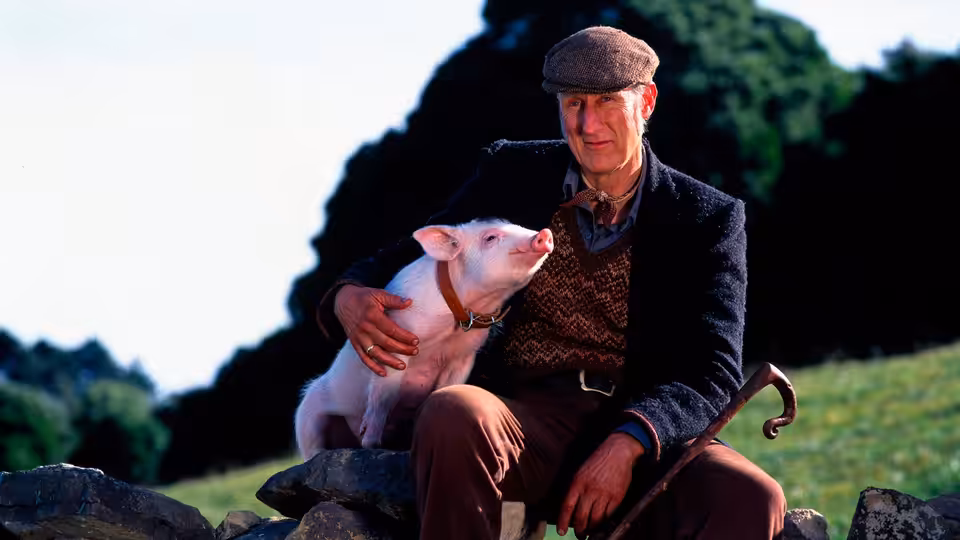 Farmer Hoggett (James Cromwell) sitting with Babe the pig on a stone wall