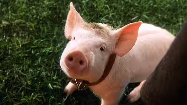Babe the pig wearing a collar and looking up from the grass