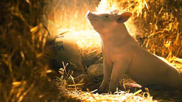 Babe the pig sitting in a hay-filled barn with sunlight streaming in