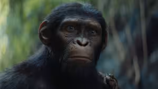 Close-up of a young chimpanzee with a serious expression in a forest