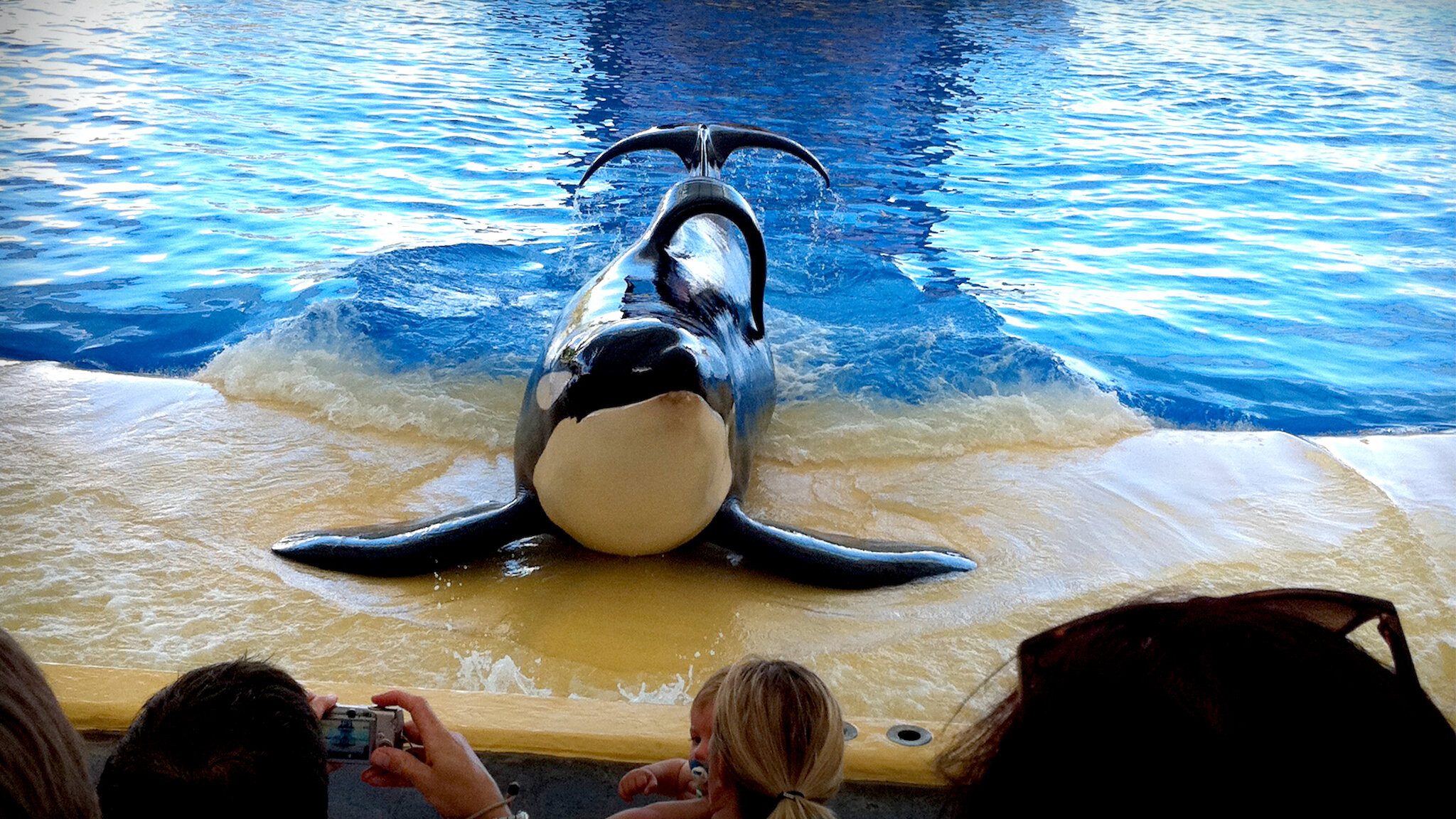 Blackfish, still 4