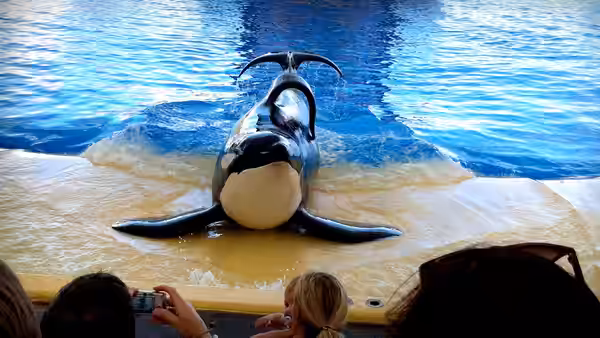 An orca lies on a pool edge facing spectators with cameras