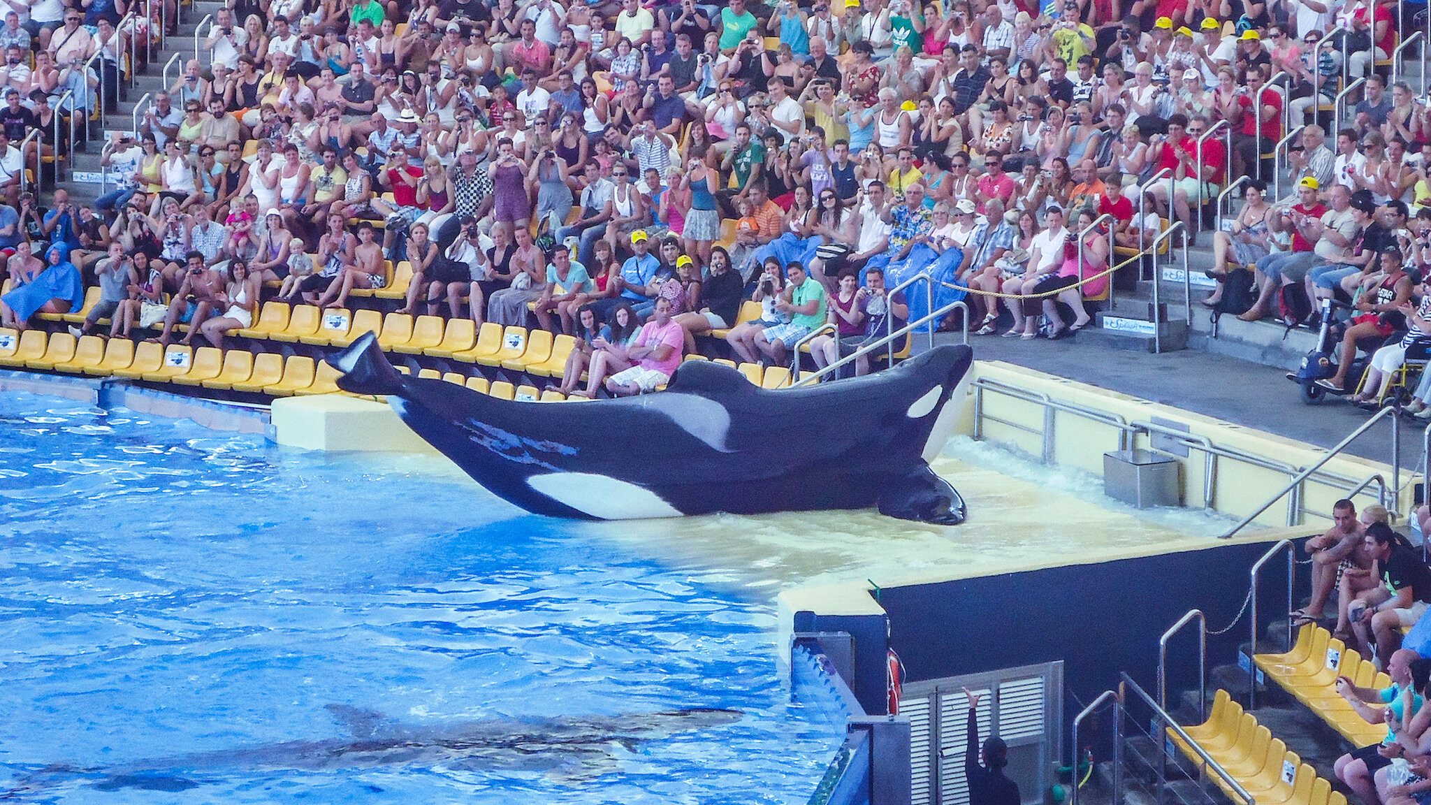 Blackfish, still 5