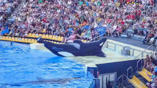An orca slides along a pool edge before a stadium audience