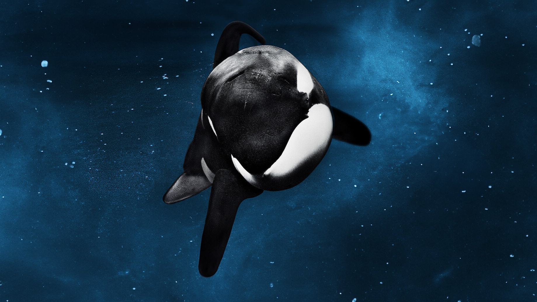 Blackfish, still 6