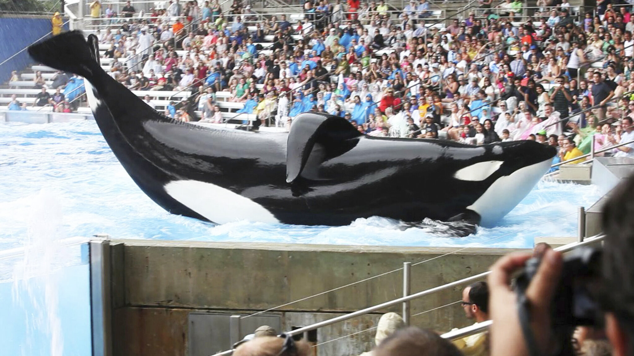 Blackfish, still 3