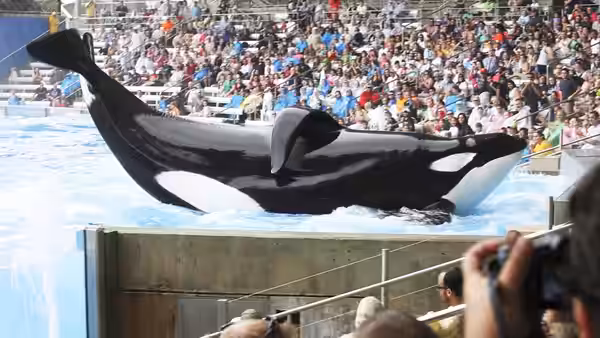Two orcas perform before a packed crowd in a stadium pool