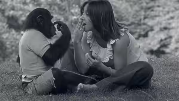 A young chimpanzee and a woman sit facing each other on the grass, touching hands