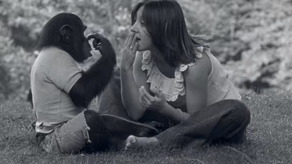 A young chimpanzee and a woman sit facing each other on the grass, touching hands