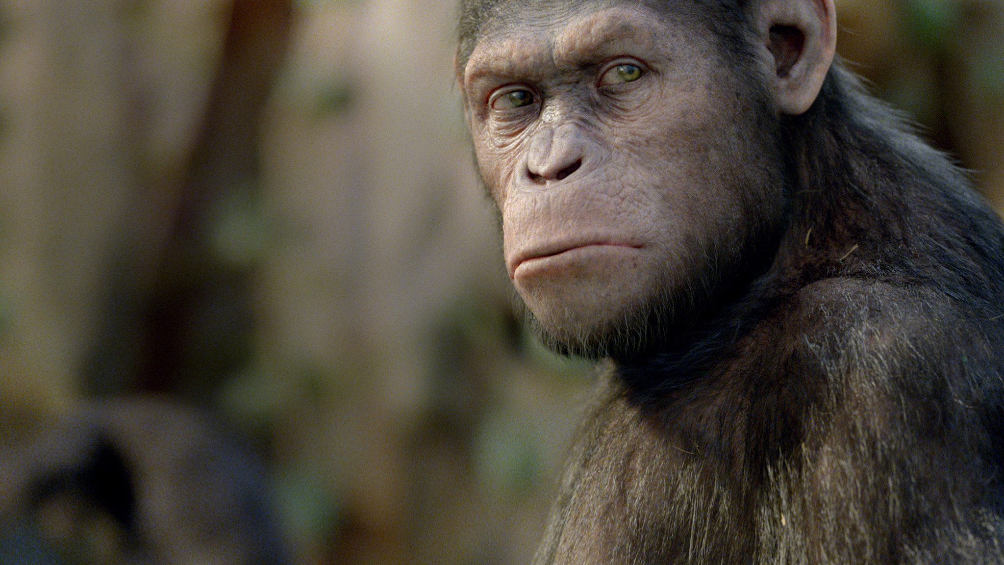 Rise of the Planet of the Apes, still 2