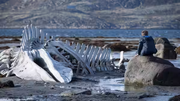 a person sitting on a rock beside a large whale skeleton