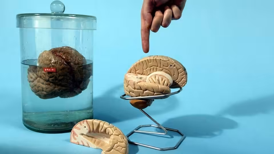hand pointing at model brain beside preserved specimen in glass jar