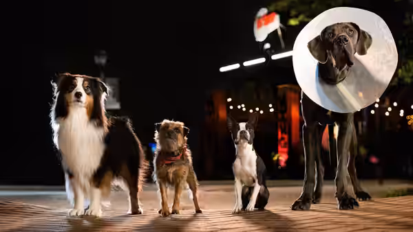 Four dogs standing side by side on a wooden surface at night