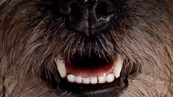 Close-up of an open dog mouth showing teeth and gums