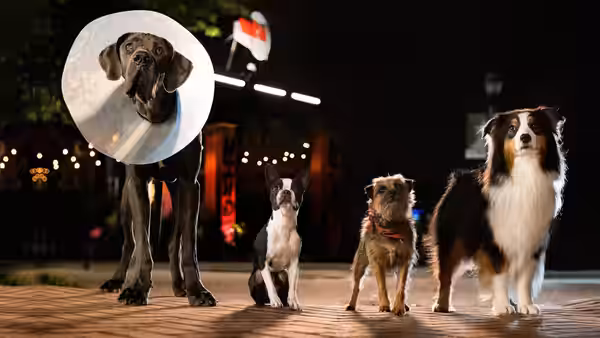 Four dogs standing in a row on a wooden surface at night