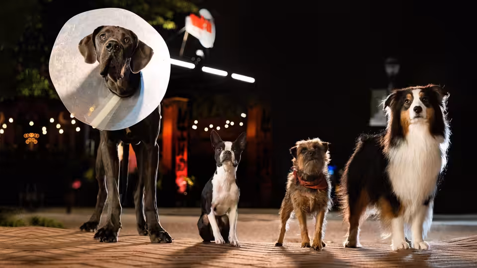 Four dogs standing in a row on a wooden surface at night