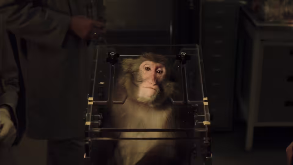 A monkey sits inside a restraint frame as a man leans over it in a laboratory