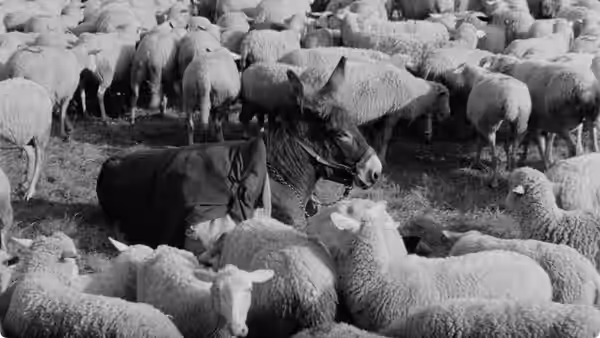 A donkey stands among a flock of sheep in a pasture