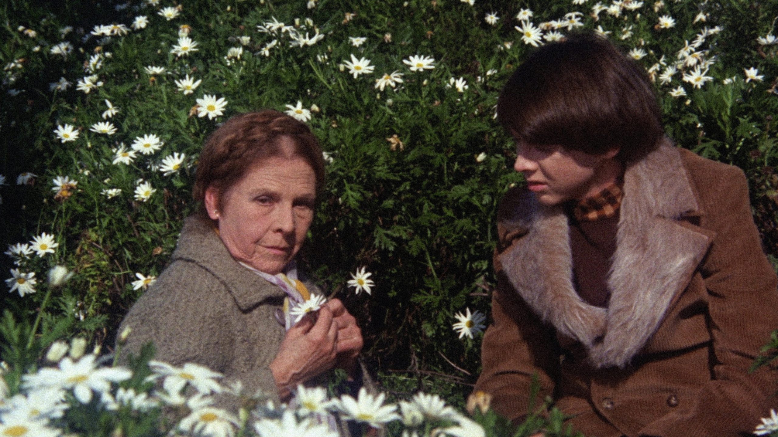 Harold and Maude, still 1