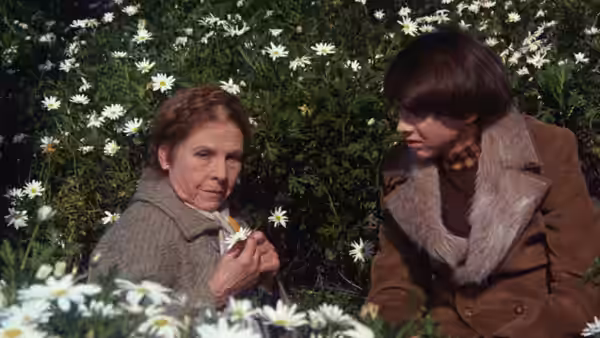Maude (Ruth Gordon) and Harold (Bud Cort) sit among white daisies holding a flower
