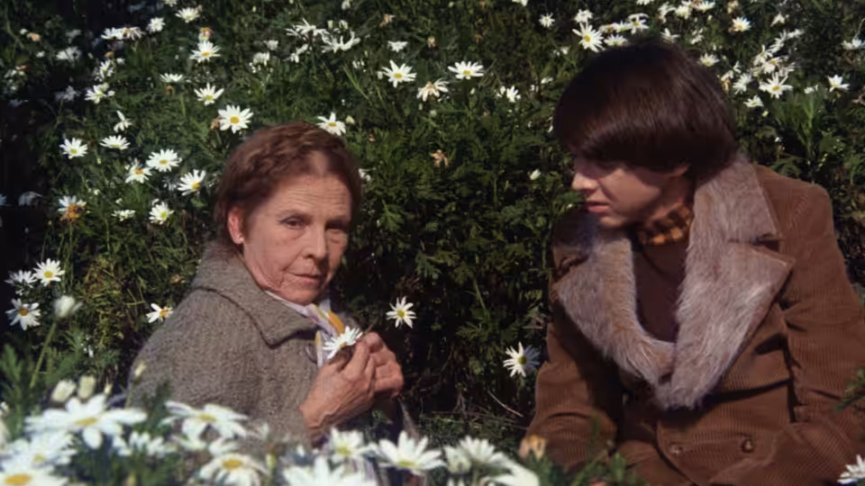 Maude (Ruth Gordon) and Harold (Bud Cort) sit among white daisies holding a flower