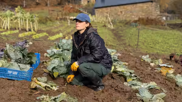 A woman in a blue cap harvests cabbages in a vegetable garden