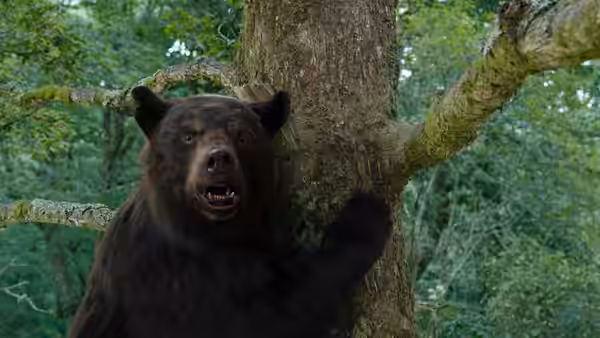 A bear clinging to a tree trunk with mouth open in a forest