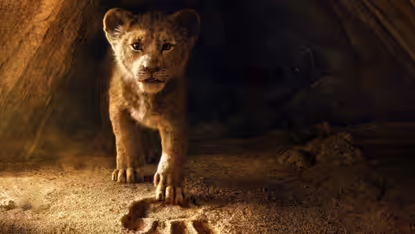 Young lion cub steps forward in a cave gazing at a paw print in the sand