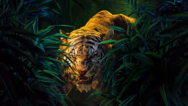 Shere Khan the tiger peers through thick green jungle leaves