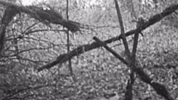 Several stick figures made of branches hanging in the forest