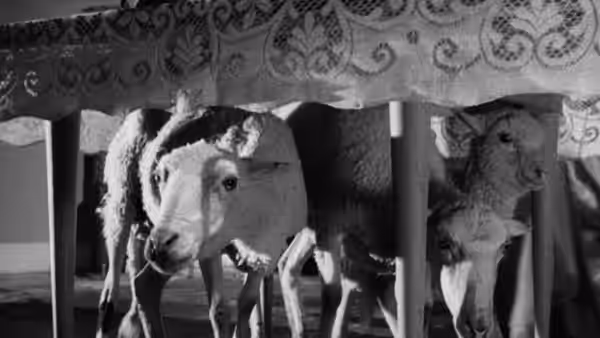 Several sheep stand behind a hanging tablecloth indoors