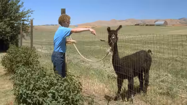 Napoleon Dynamite (Jon Heder) reaching towards a black llama in a field