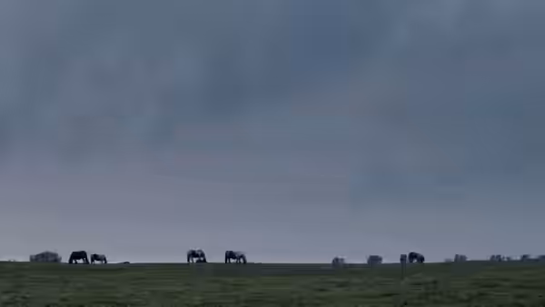 Horses graze on open grassland beneath a cloudy sky