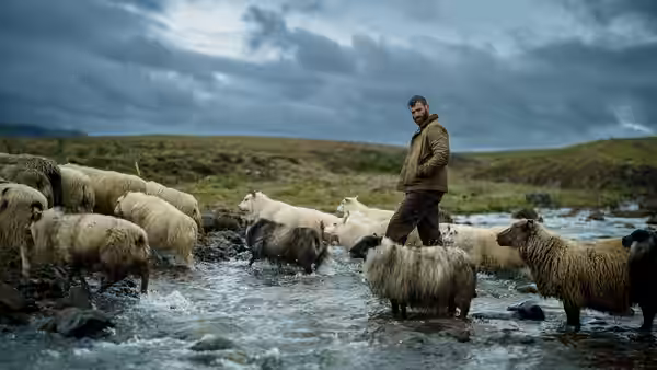 A bearded man wades among sheep crossing a shallow stream