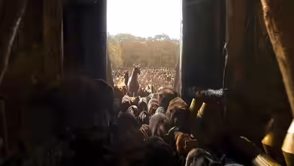 Animals crowd the ark's dark entrance as Noah stands beyond them in the distance