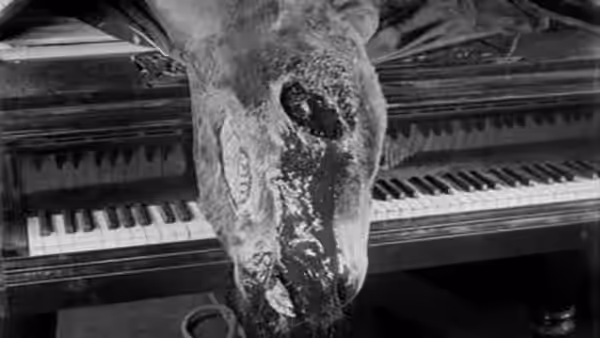 A dead donkey lies across a piano keyboard