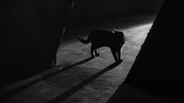A black cat stands in a doorway, its long shadow stretching across the floor