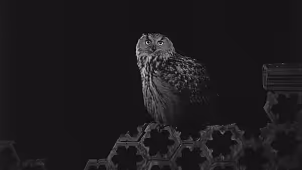 An owl perches on a patterned metal fence in darkness